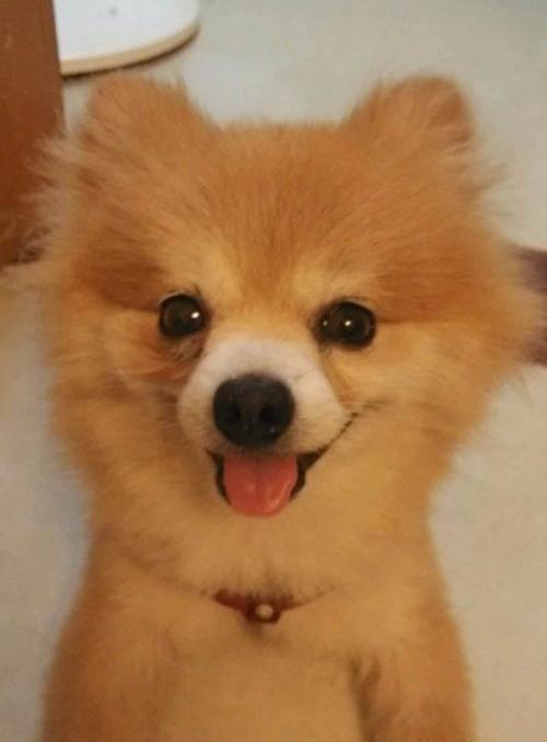 博美小宠物狗一般寿命多长？（博美犬寿命一般多少年）