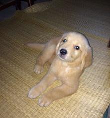 什么幼犬价格最便宜？（金毛犬多少钱一只幼崽）