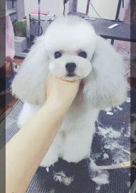 宠物美容师培训学校多少钱（宠物美容师宠物美容培训）