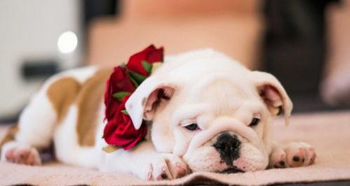 宠物狗什么品种比较好？（宠物犬类品种大全）