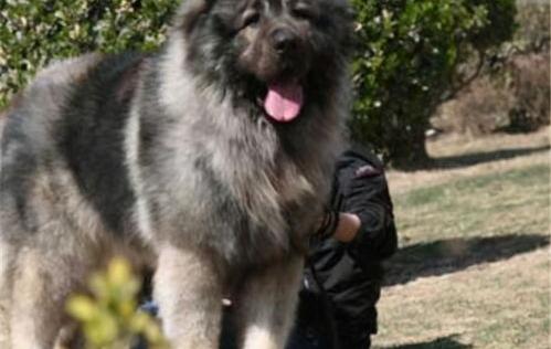 欧洲十大顶级血统犬？（十大牧羊犬）