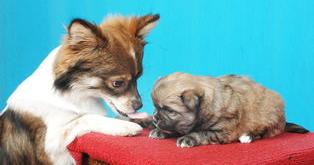 宠物狗中文名字大全（宠物狗大全）