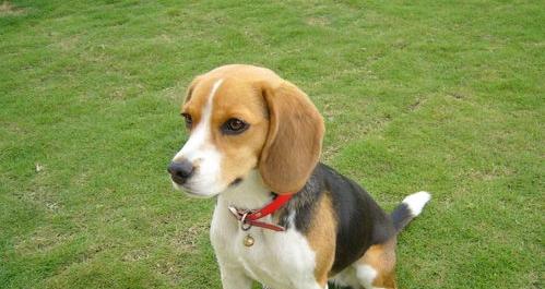 比格犬为什么很少人养（比格犬为什么很少人养）