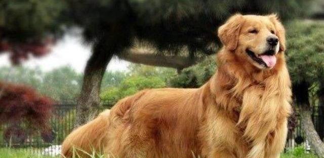 金毛狗狗几个月可以认主人，不随便跟别人走呢，我家的当当差不多两个月~？（狗狗几个月开始认主人?）