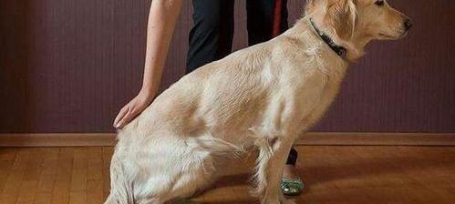 怎么训练狗的基本动作？（训练狗狗的基本动作）