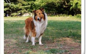 苏格兰牧羊犬与哈士奇谁漂亮？（苏格兰牧羊犬）