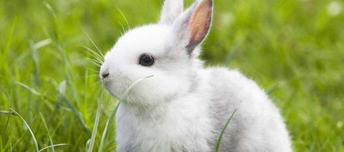 兔子的智商高吗？会认识主人吗？（兔子养多久才会认主人）