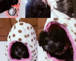 灰色的泰迪狗为什么卖的最贵呢？（泰迪犬什么颜色最贵）