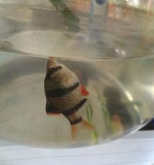 寿命最长的小型观赏鱼？（十大养不死的热带鱼）