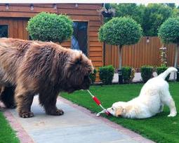纽芬兰犬禁养原因（纽芬兰犬）