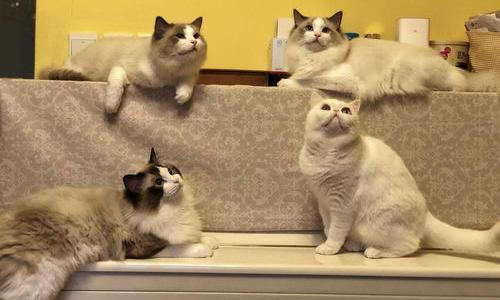 世界上爱干净的动物兔子排名第几？（家里养什么猫最干净）