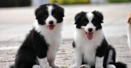 专业养殖边牧市场前景怎么样？（养边牧的人都后悔了）