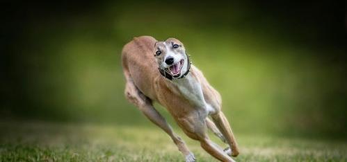 中国能不能养灵缇犬？（灵缇为什么很少人养）