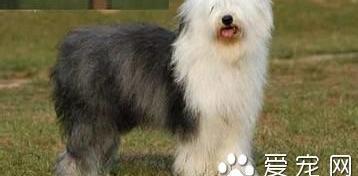 介绍下英国古代牧羊犬越详细越好!（英国古代牧羊犬）