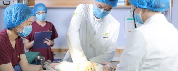 晚上宠物医院关门了怎么办？（宠物医院在线咨询）