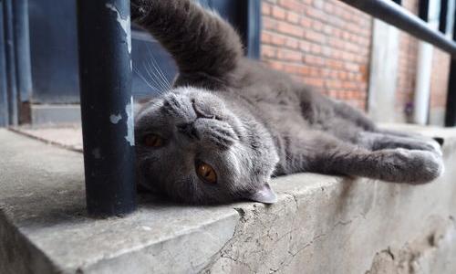 为什么不建议养蓝猫？（为什么不建议养蓝猫）