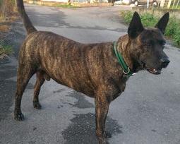 全国十大最贵的犬排名？（中国十大猎犬）