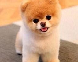 500元的柯基幼犬是串串吗？（宠物狗价格500元以内）