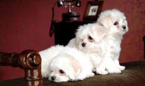 西施犬优缺点？（西施犬价格多少钱一只）