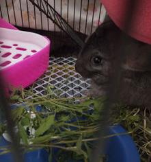 粉白龙猫多少钱一只什么样的是粉白色龙猫？（龙猫多少钱一只）