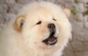 松狮犬不是很凶就是很笨？（松狮）