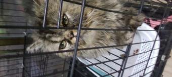 100 一只波斯猫多少元？（波斯猫价格多少钱一只）