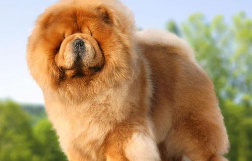 松狮犬的优缺点（松狮犬）