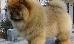 波音达犬的优缺点？（松狮犬的优缺点）