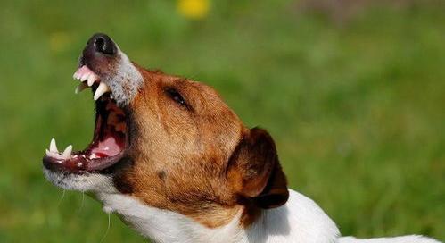 哪种狗不叫又小又好养？（安静不扰民的小型犬）