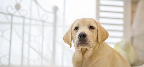 一个月拉布拉多好养吗？（拉布拉多好养吗）