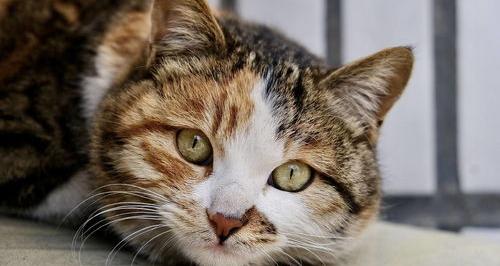 中华田园猫是什么品种？（中华田园猫）