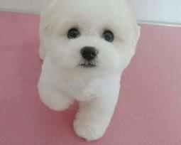 比熊幼犬大约多少钱一只？（纯种比熊犬多少钱一只）