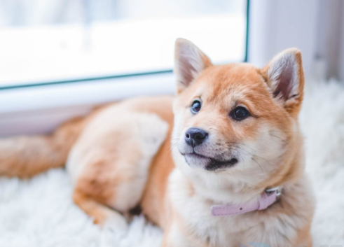 洋气不俗气的狗名有哪些（洋气不俗气的狗名）