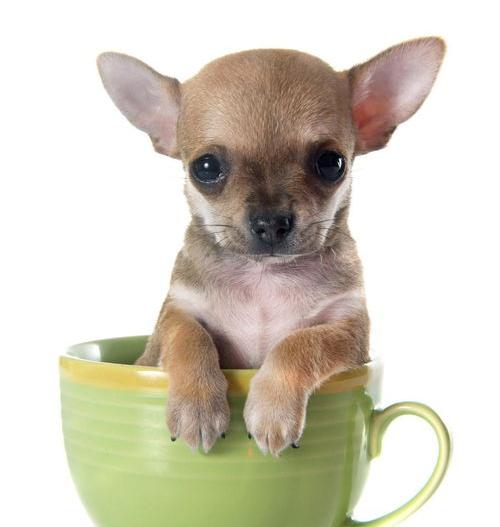 茶杯犬白色多少钱一只？（茶杯犬一般多少钱一只）