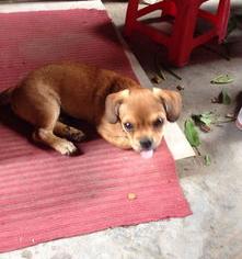 大型犬都有哪些品种？（大型犬有哪些品种）