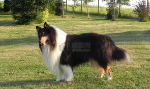 牧羊犬种类？（牧羊犬）