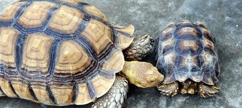 乌龟怎么养才会认主人（乌龟怎样才算认可主人）