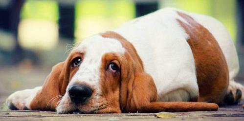 世界最萌的宠物？（十大最萌的狗）