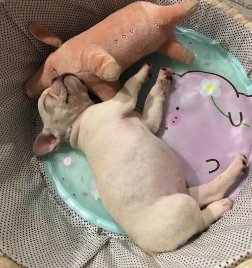 网上怎么挑选法斗？（养法斗最大的忌讳）