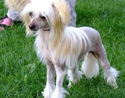 冠毛犬是怎样的？（冠毛犬）
