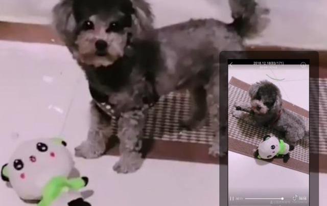 宠物美容师怎么样？有前途吗？（宠物美容培训学费大概多少钱）