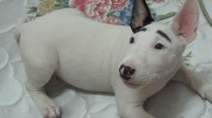 牛头梗有几种体型？（牛头梗）