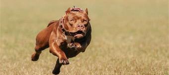 鬼獒和罗威纳谁厉害？（鬼獒）