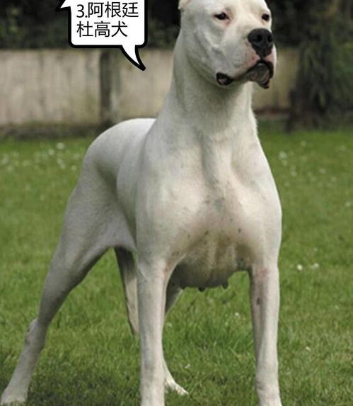 中国十大恶犬排名？（世界十大最危险猛犬）