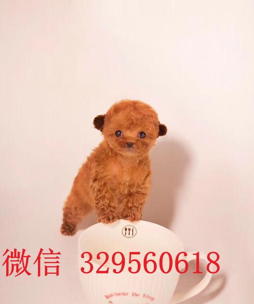 最贵十种小型犬？（茶杯犬多少钱一只白色）