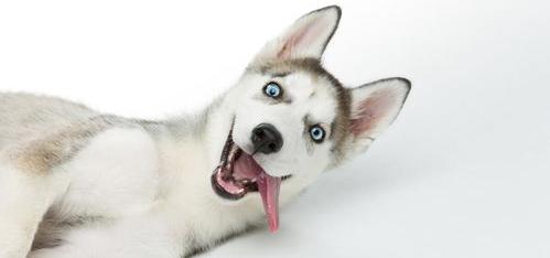 哈士奇市价多少？（哈士奇多少钱一只大型犬）