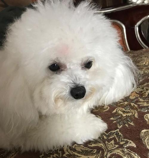 比熊是英国的吗？（比熊）