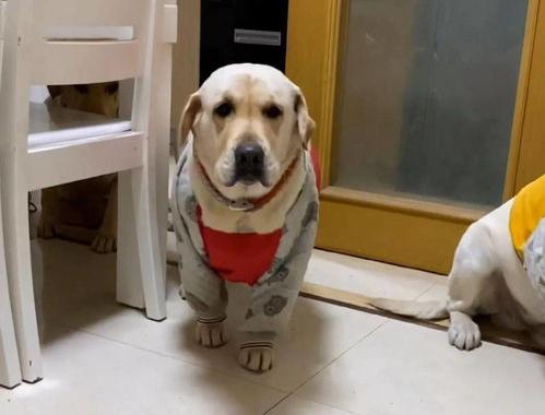 拉布拉多犬属于禁养范围吗？（为什么不建议养拉布拉多犬）