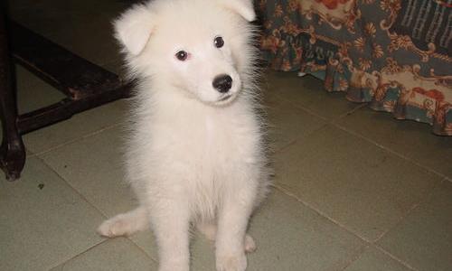 请问这是萨摩耶吗，纯不纯?（不纯的萨摩耶照片）