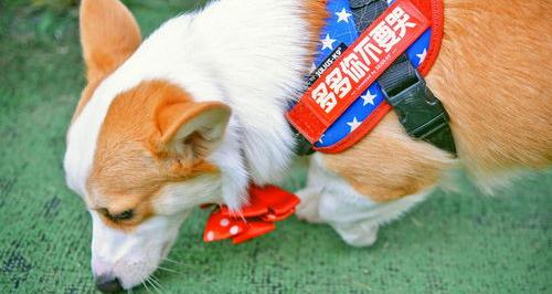 2000块的柯基怎么样？（养柯基的人都后悔了）